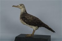 藏品(大水薙鳥)的圖片